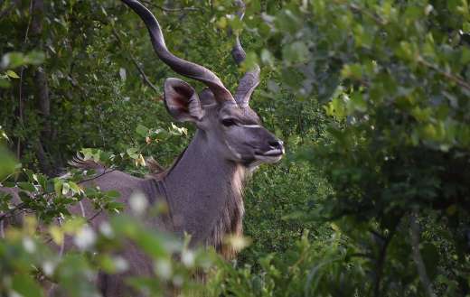 Woodland antelop greater kudu
