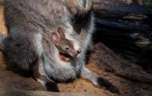Young wallby in the pouch
