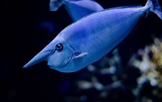 Bluespine unicornfish naso unicornis