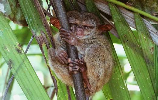 Bohol koboldmaki tarsier