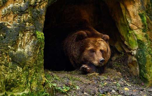 Brown bear lying in a cave den