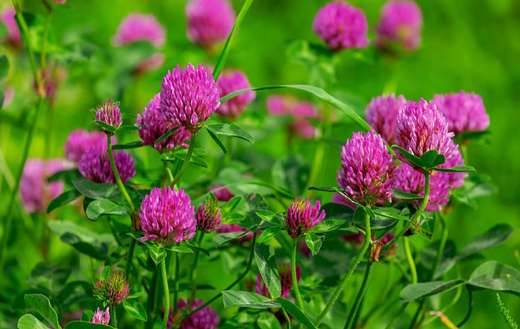 Clover blossom pink flowers