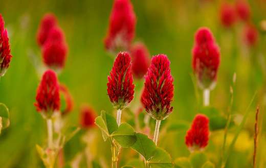 Clover rose trifolium incarnatum