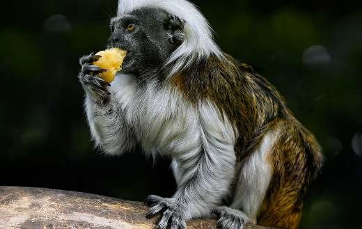 Cotton top tamarin small clawed monkey
