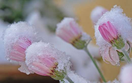 Daisies covered with snow