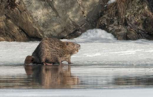 Eurasian beaver Europe largest rodent