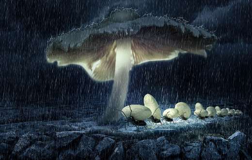 Fantasy illustration of insects taking shelter