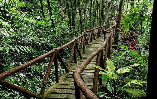 Footbridge leading to a lush dense bamboo forest