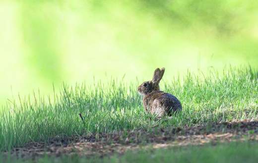 Hare or rabbit in the grass