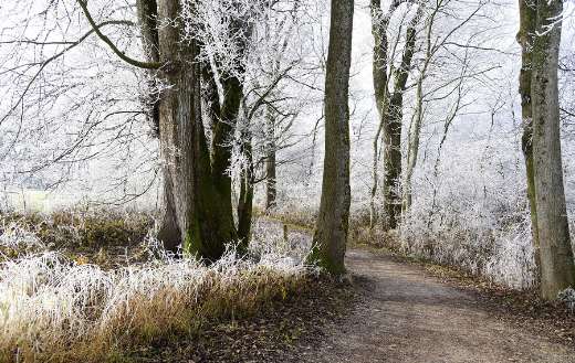 Hoarfrost cold winter