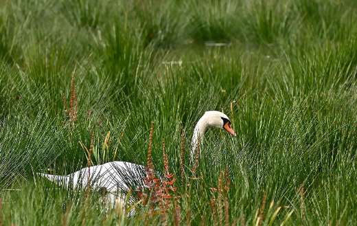 Large waterfowl mute swan