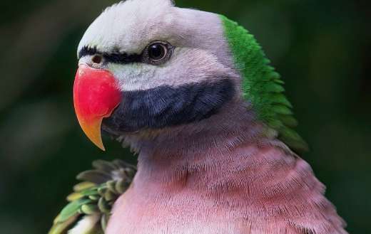 Moustache parrot bird India native