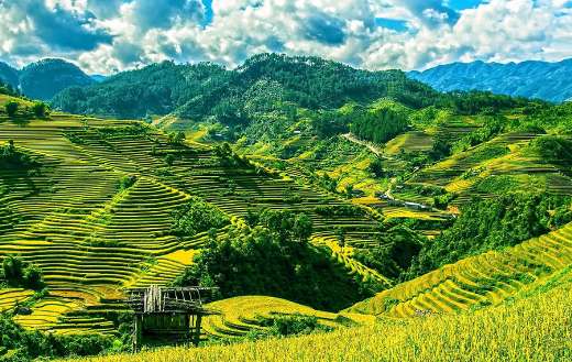 Mu cang chai rice terraces