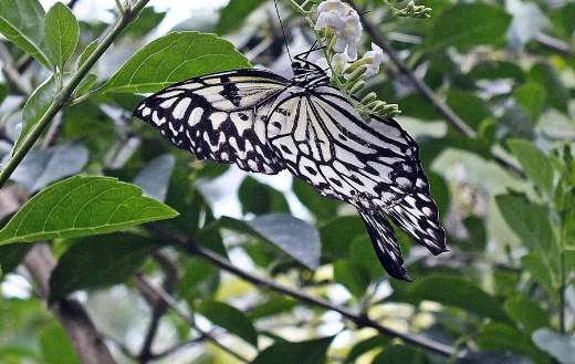Paper kite butterfly idea leuconoe