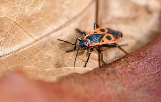 Policeman insect bug