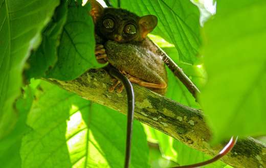 Primate small animal tarsier