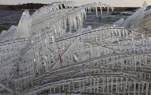 Reed stems covered with ice sculptures