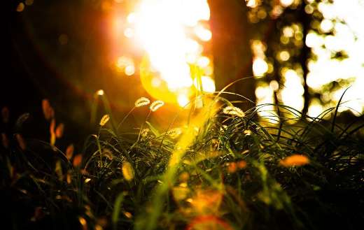 Setaria foxtail grass close up bright sunlight
