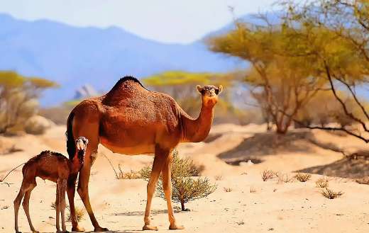 Single humped camel with calf