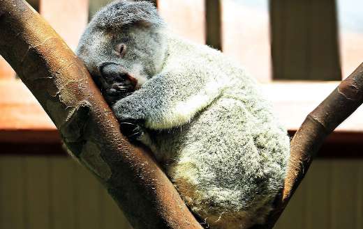 Sleeping koala in a tree