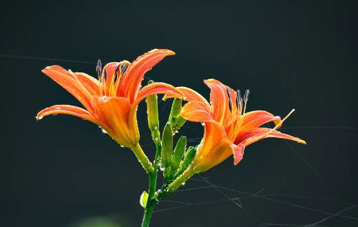 The flowers are daylilies hemerocallis fulva species