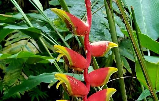 The heliconia rostrata plant