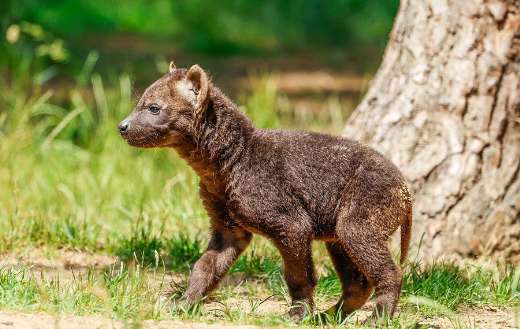 The young puppy short eared dog bush