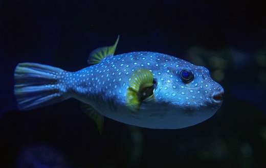 White spotted pufferfish