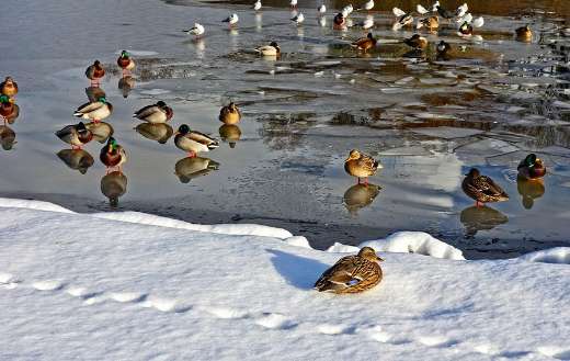 Wild ducks and pegions of a frozen lake pond