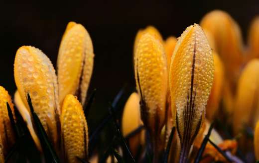 Yellow crocus flowers